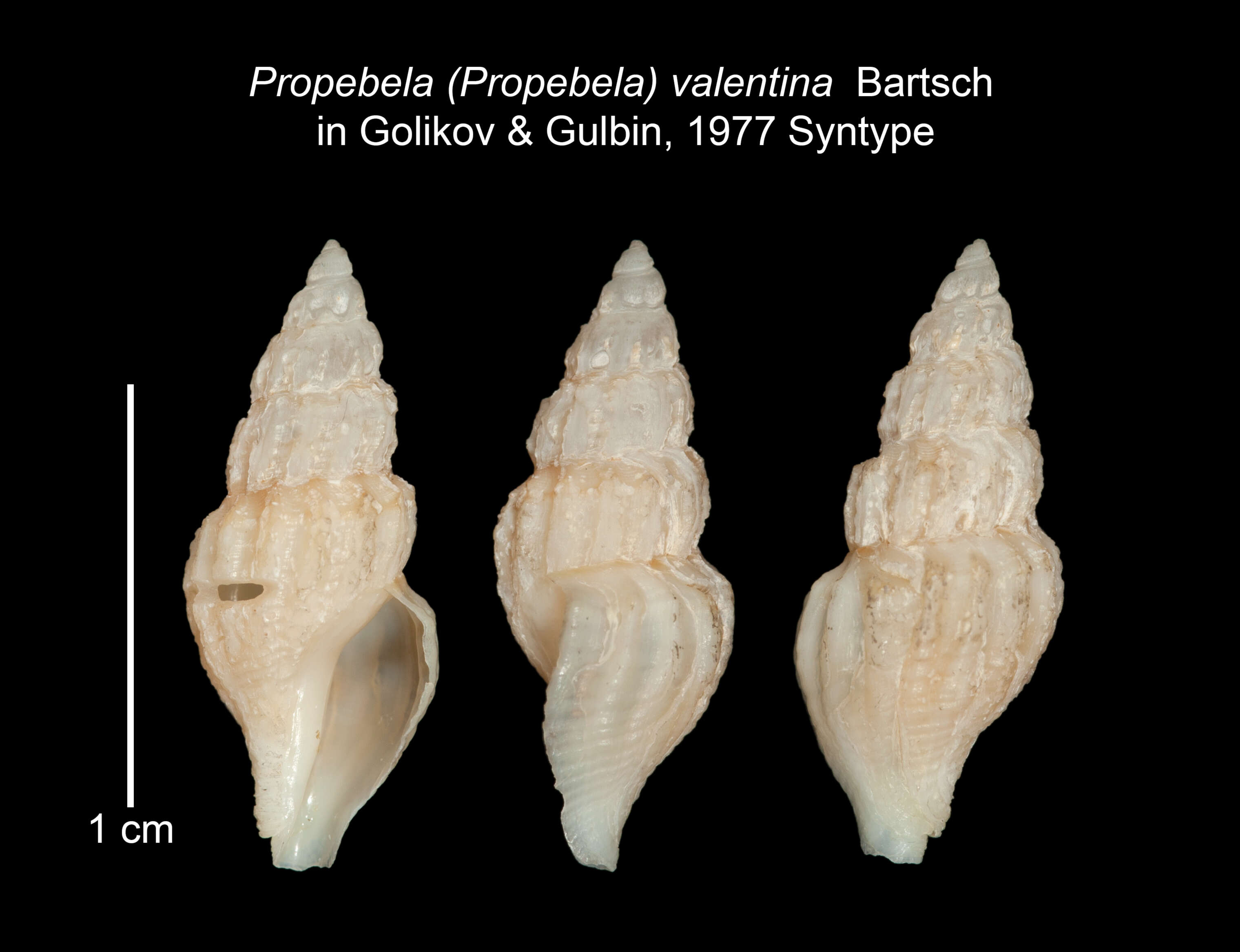 Image of Propebela valentina (Bartsch 1977)