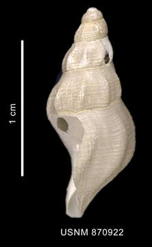 Image of Probuccinum costatum Thiele 1912