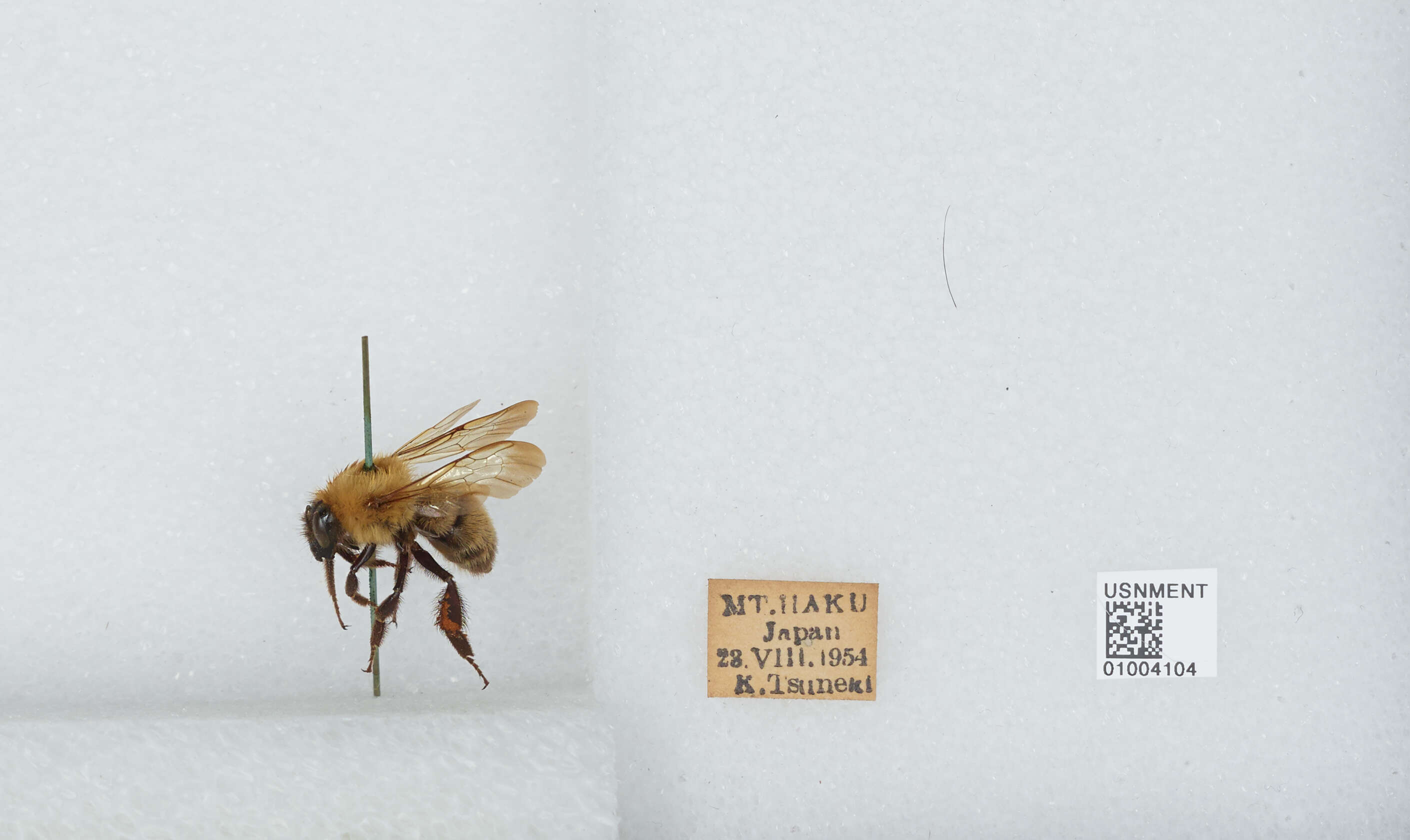 Imagem de Bombus diversus Smith 1869