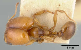 Pheidole centeotl Wheeler 1914 resmi