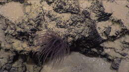 Image of Cerianthidae