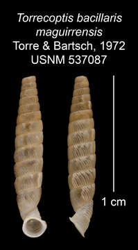 Imagem de Torrecoptis bacillaris maguirrensis C. de la Torre & Bartsch 1972