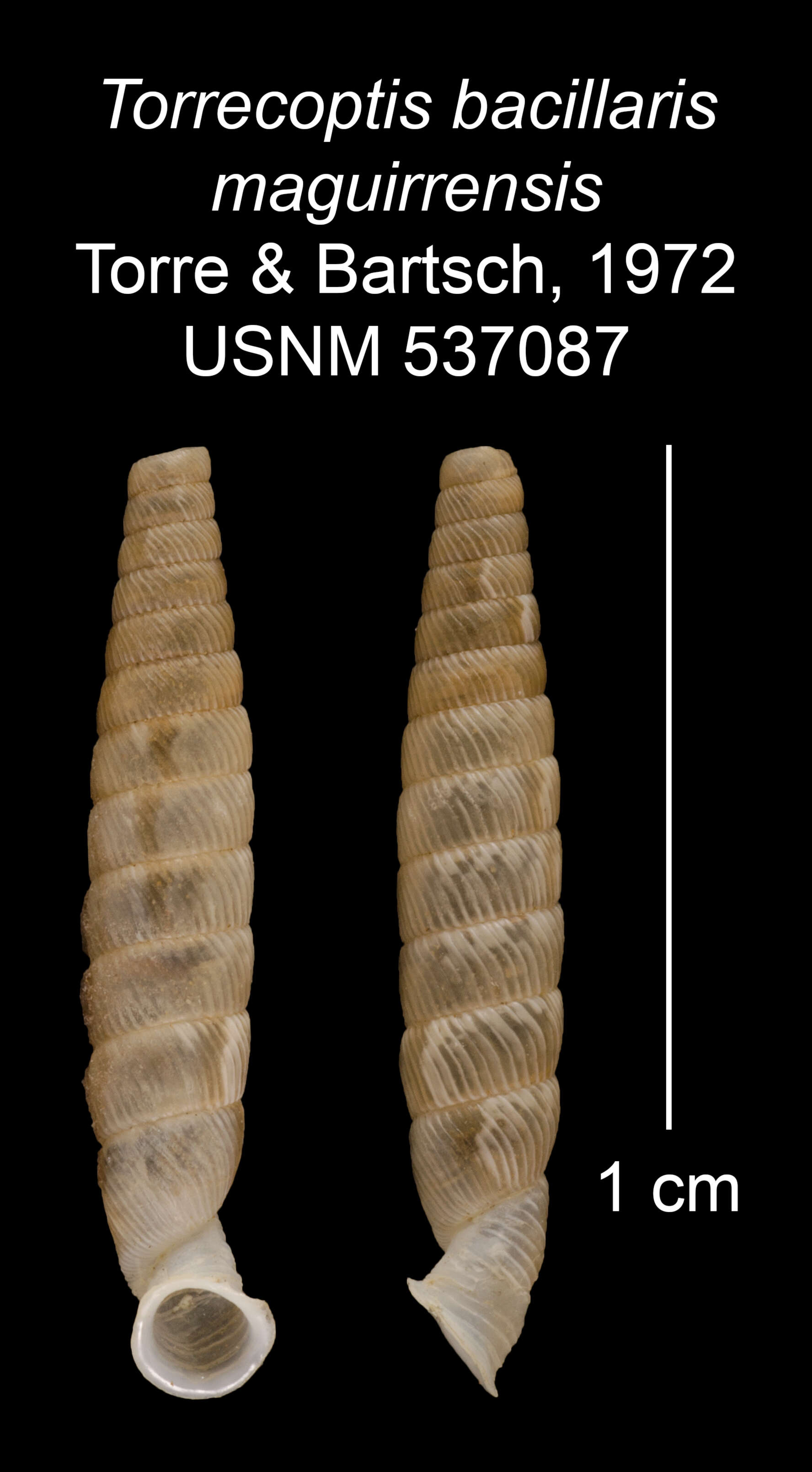 Imagem de Torrecoptis bacillaris maguirrensis C. de la Torre & Bartsch 1972