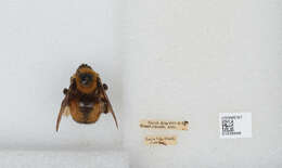 Image of Nevada Bumble Bee