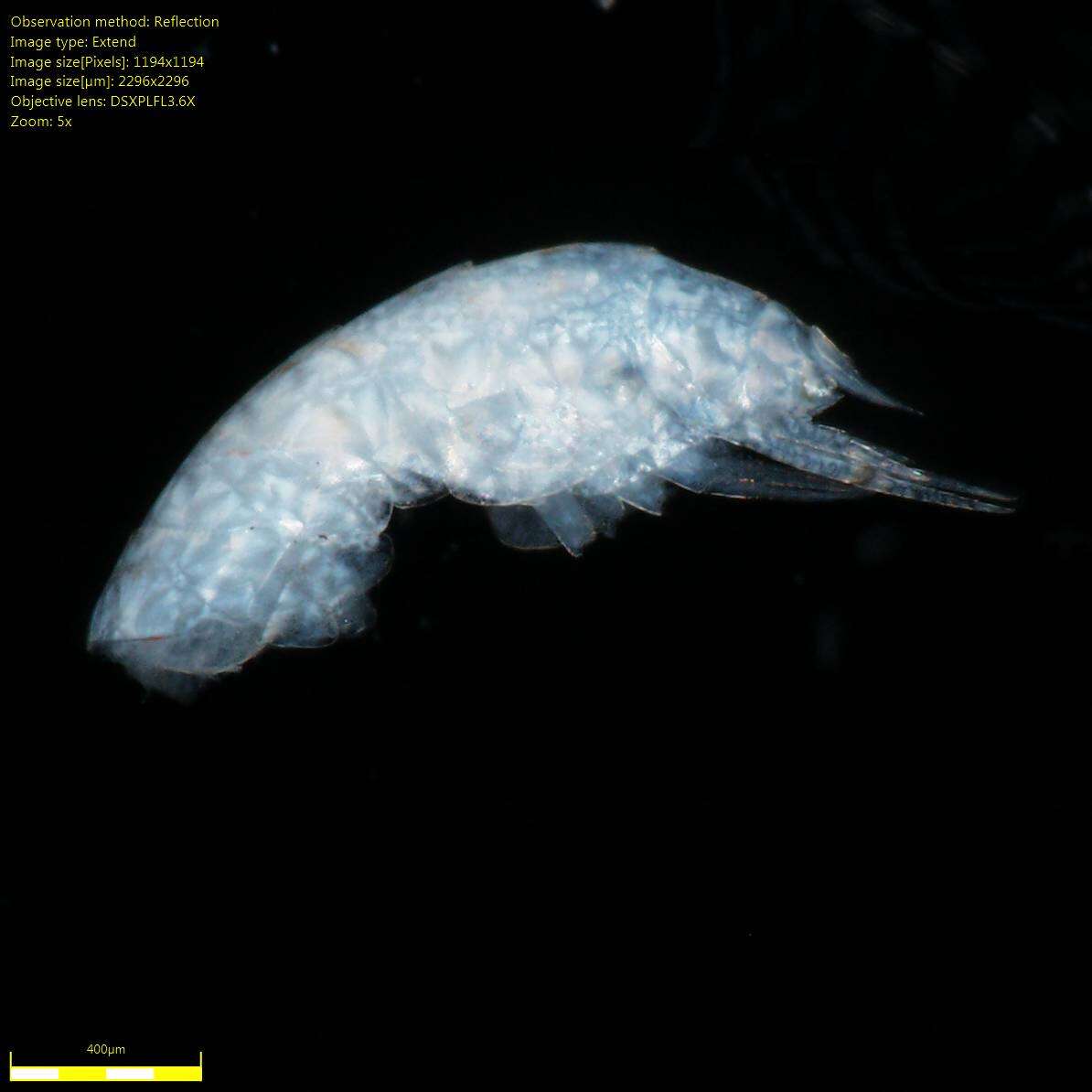 Image of Amphipoda