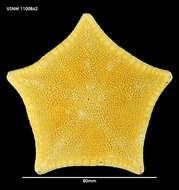 Image of Pillsburiaster aoteanus (McKnight 1973)