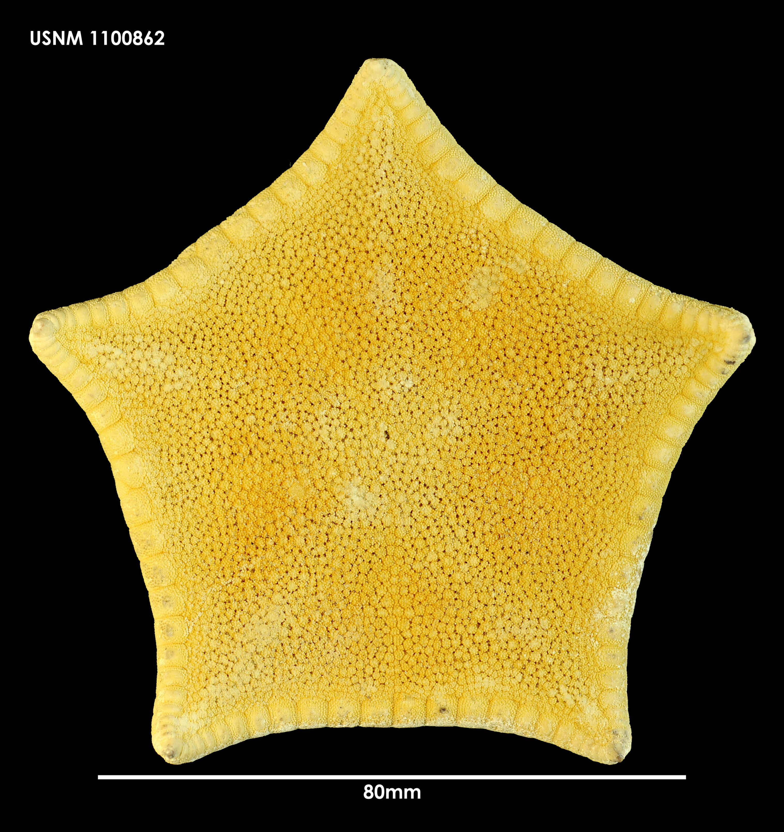 Image of Pillsburiaster aoteanus (McKnight 1973)