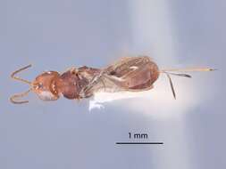 Image of Dendrosoter integer Muesebeck 1938