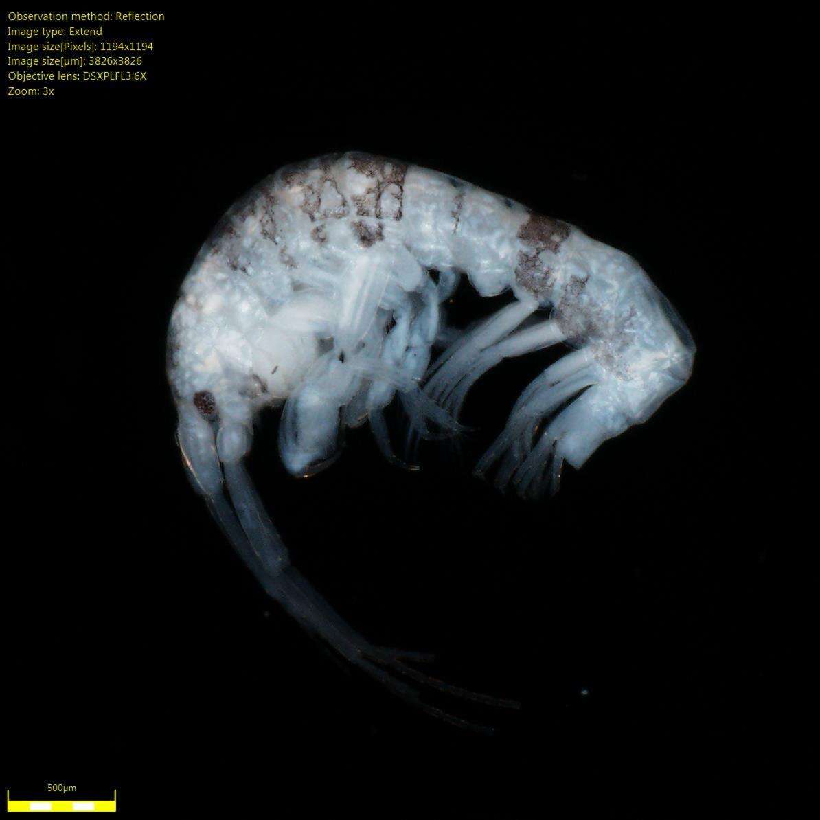 Image of Amphipoda