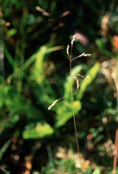 Image of Poa yaganica Speg.