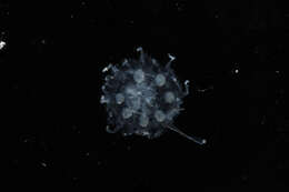 Image of crown jellyfish