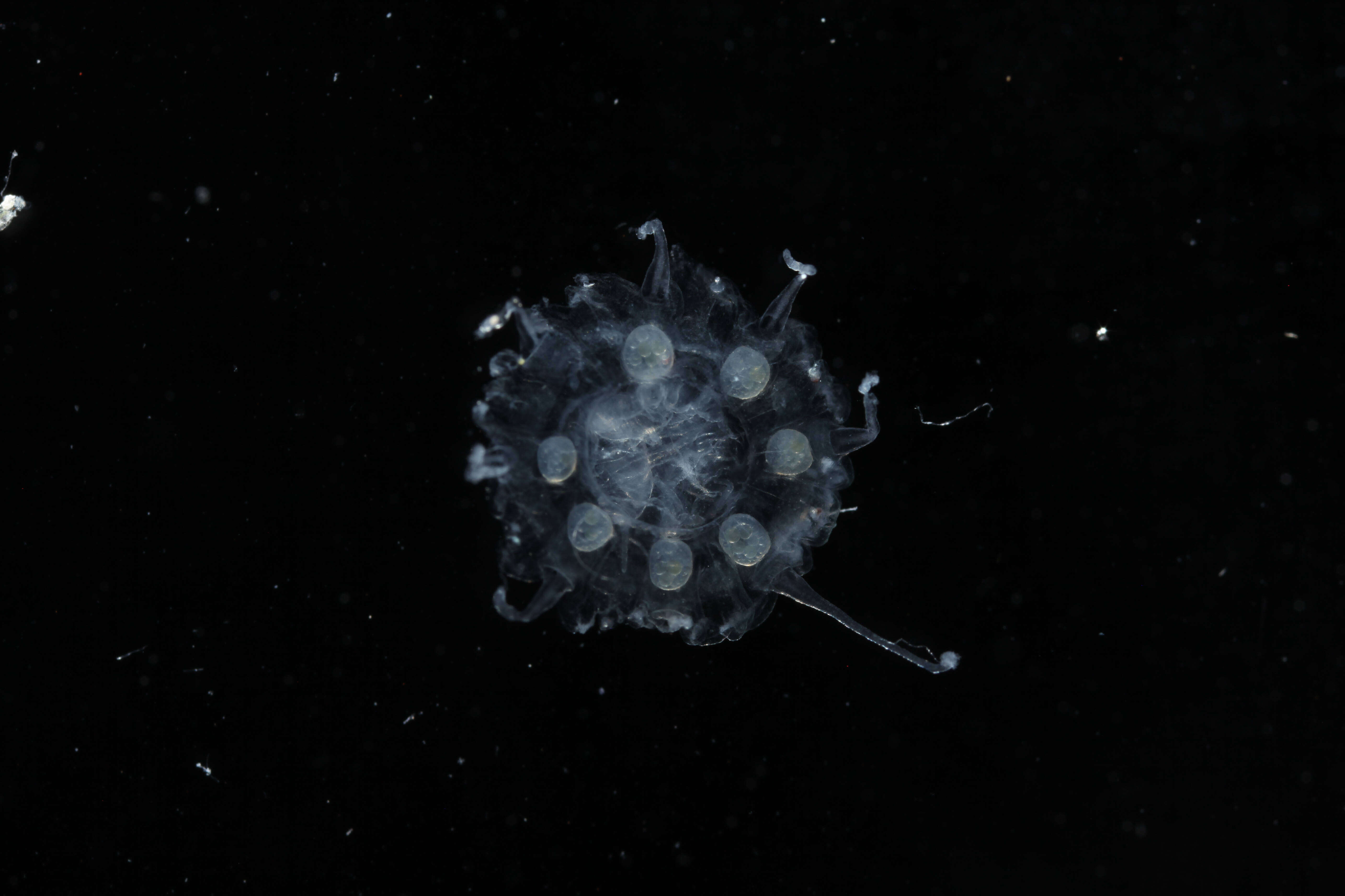 Image of crown jellyfish