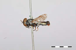 Слика од Chrysogaster bellulus Williston