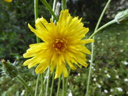 Image of Asteraceae