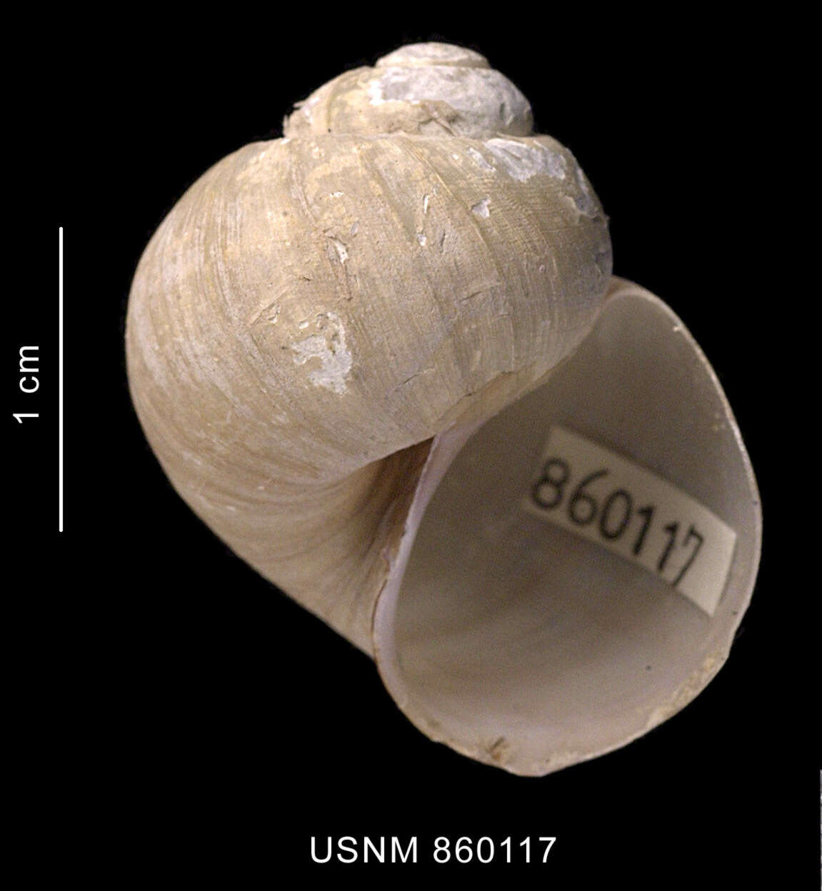 Image of Falsilunatia benthicola (Dell 1990)