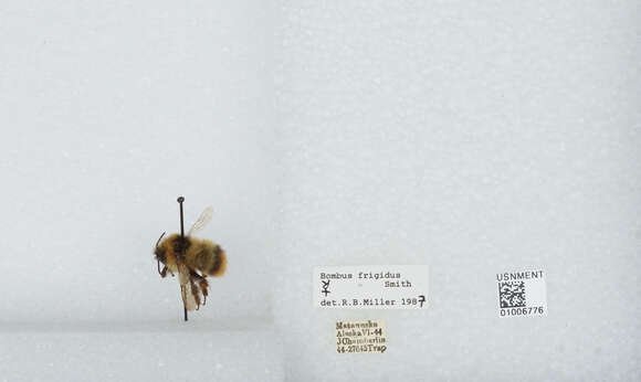 Image of Frigid Bumble Bee