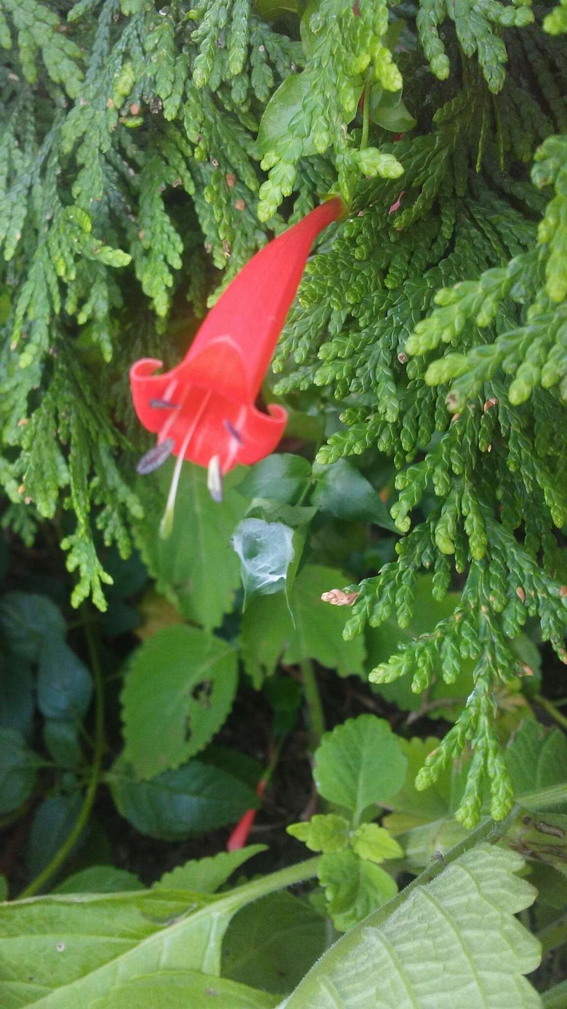 Image of Manettia cordifolia Mart.