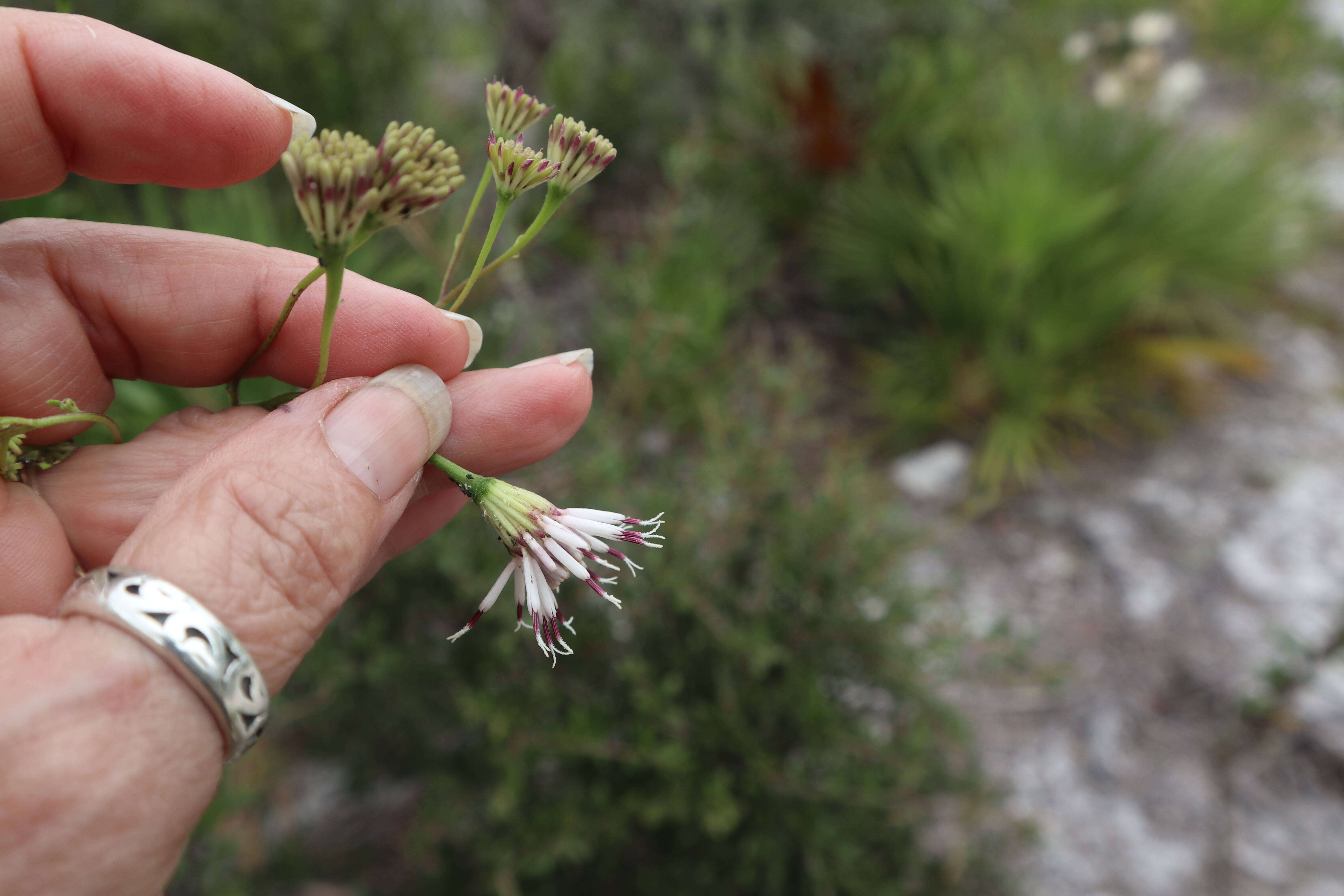 Image de Palafoxia feayi A. Gray