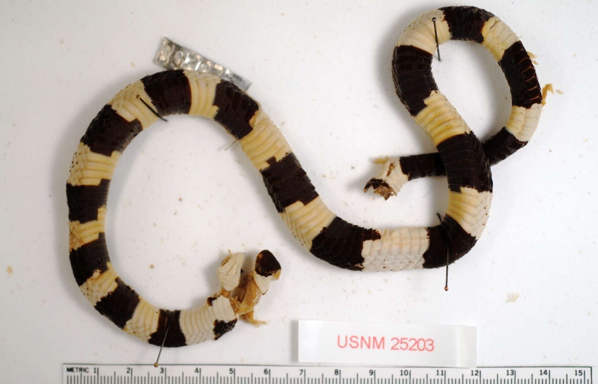 Image of Variegated False Coral Snake.