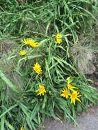 Image de Wyethia angustifolia (DC.) Nutt.