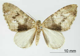 Image of Hammaptera atramentaria Dognin 1910