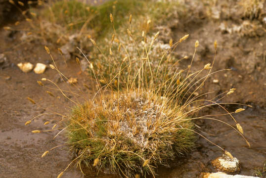 Image of Calamagrostis ovata (J. Presl) Steud.