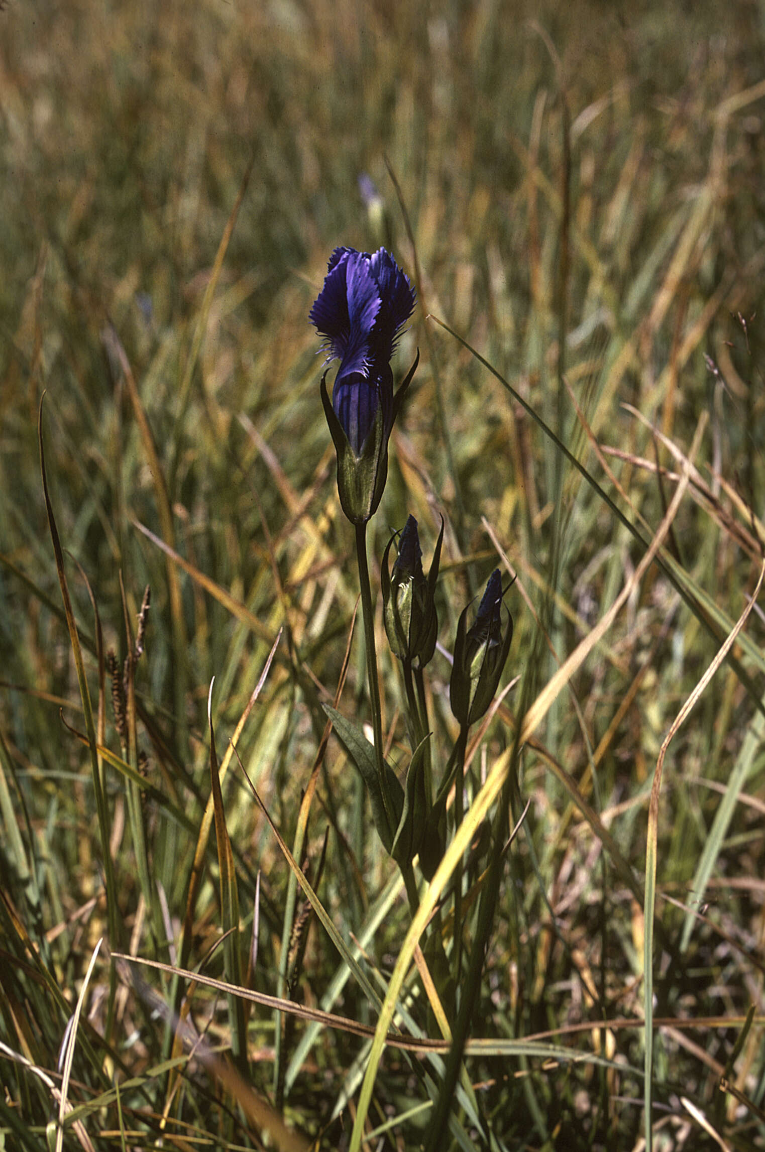 Image of Rocky Mountain Fringed-Gentian