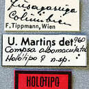 Image of Compsa albomaculata Martins 1962
