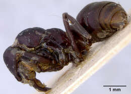 Image of Euponera subiridescens Forel