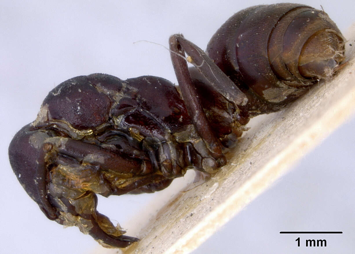 Image of Euponera subiridescens Forel