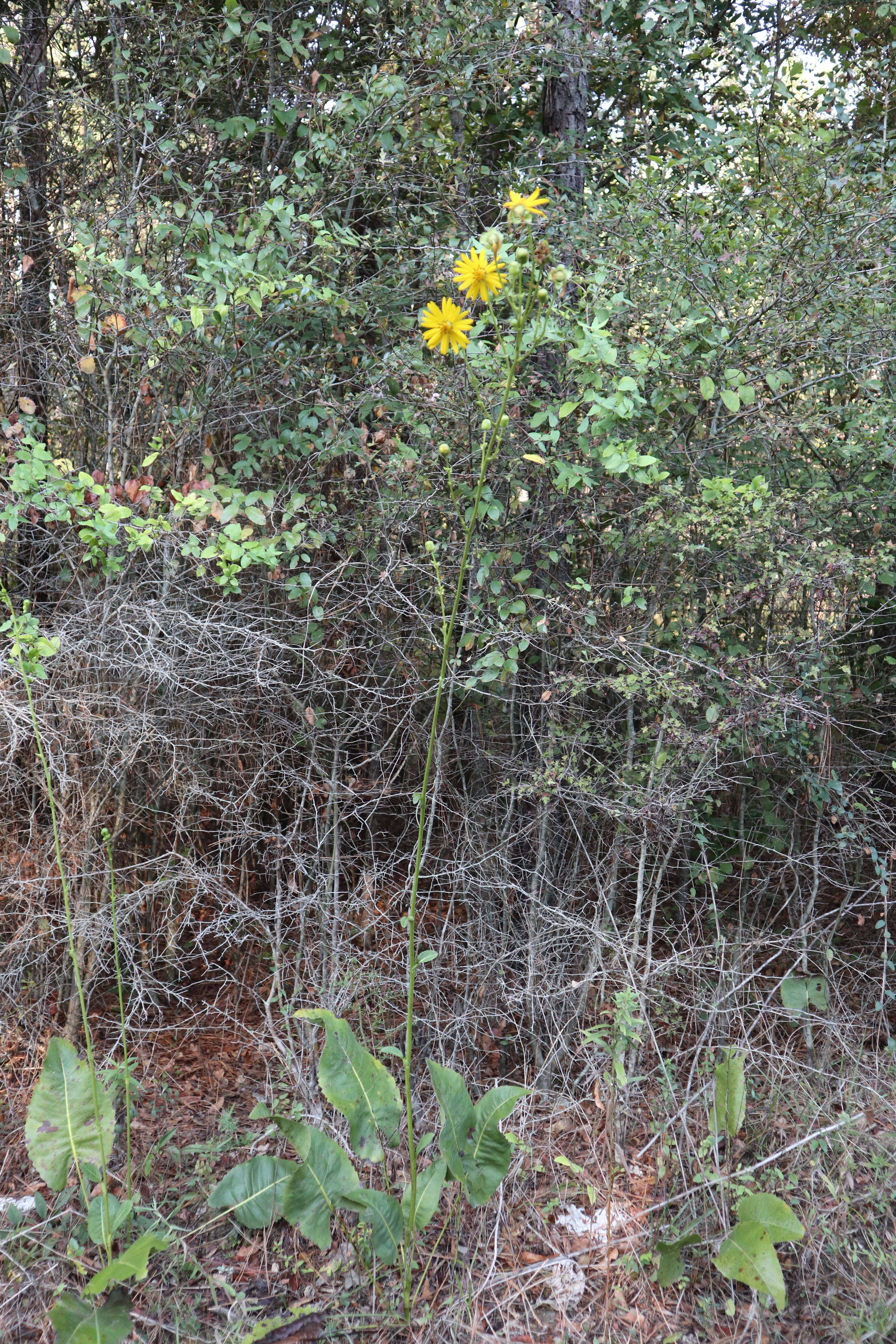 Image of prairie rosinweed