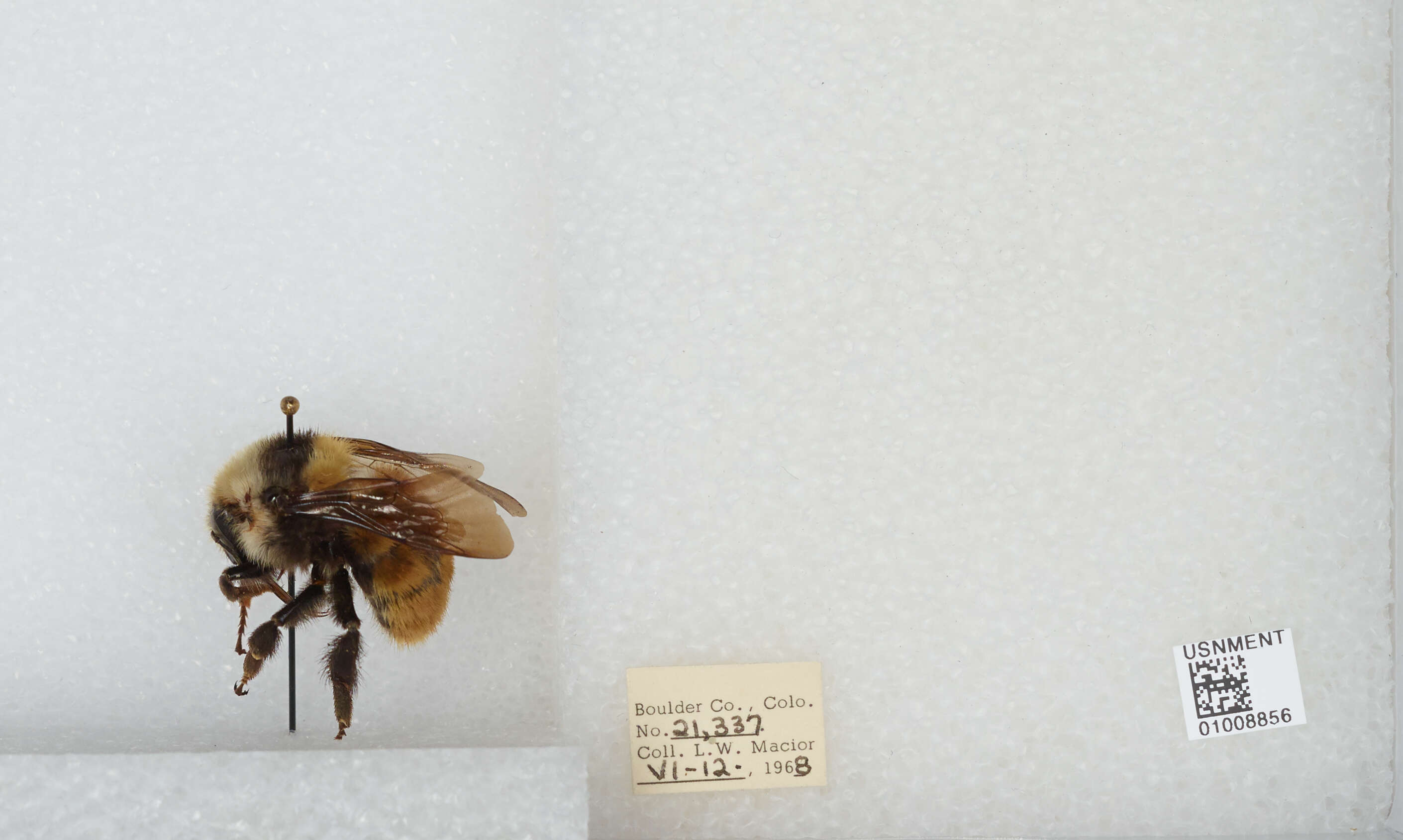 Imagem de Bombus appositus Cresson 1879