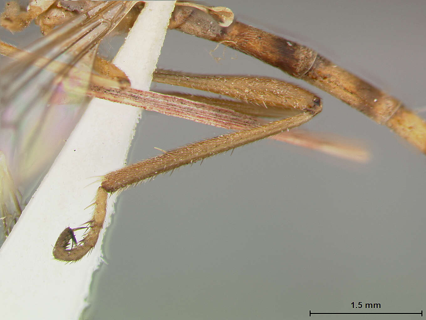 Image of Leptogaster patula Martin 1957