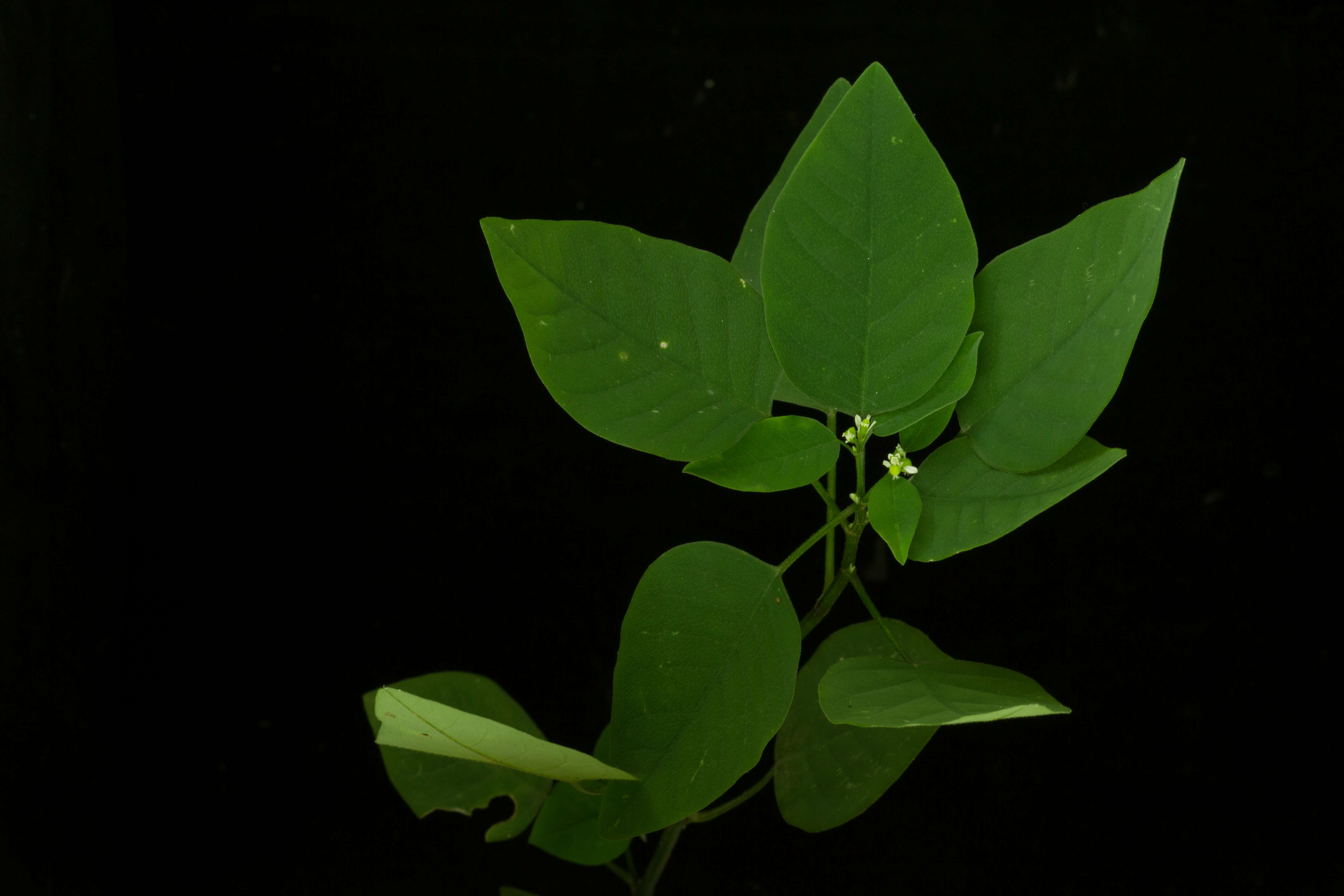 Image of grassleaf spurge