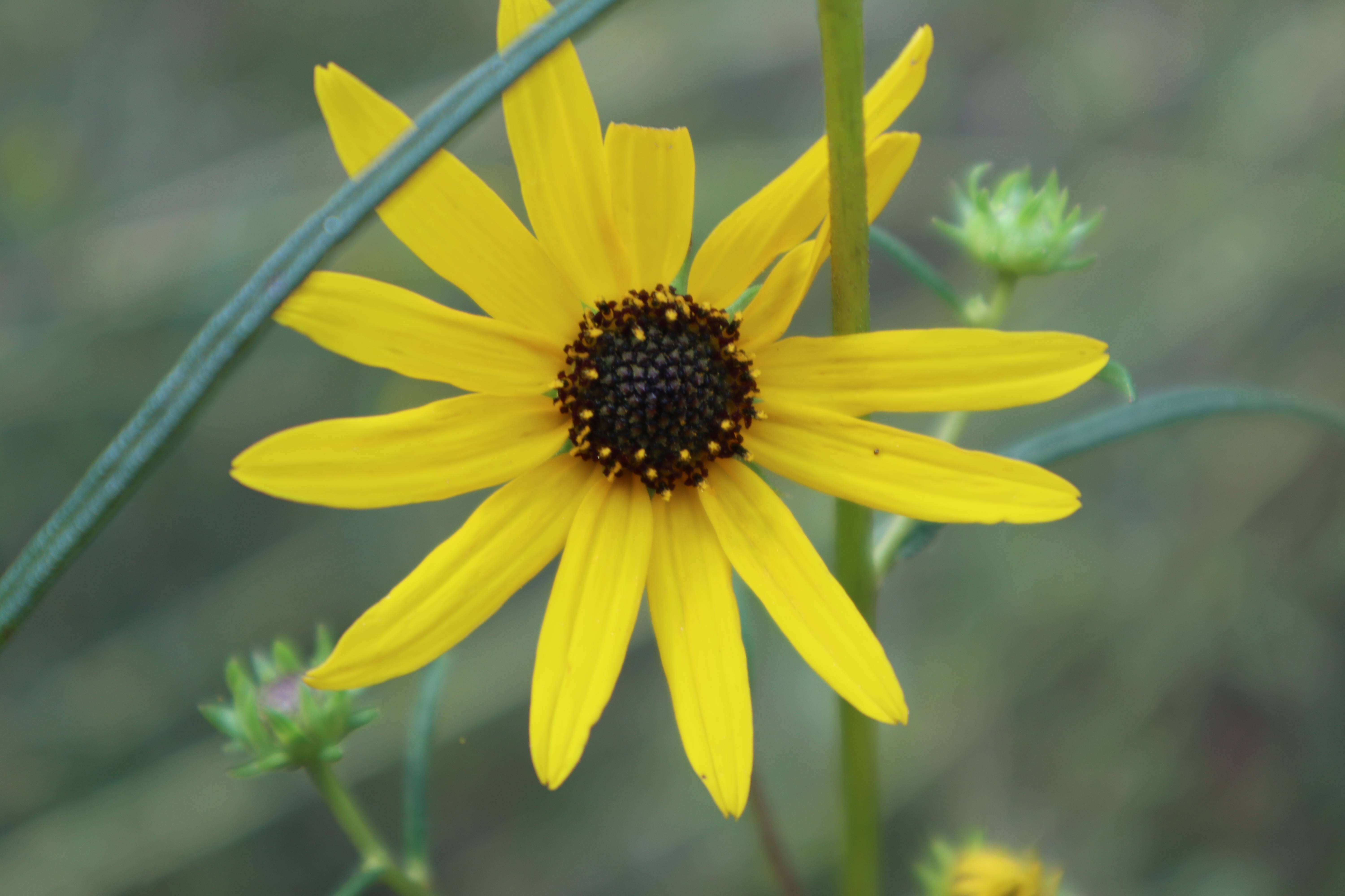 Image of swamp sunflower