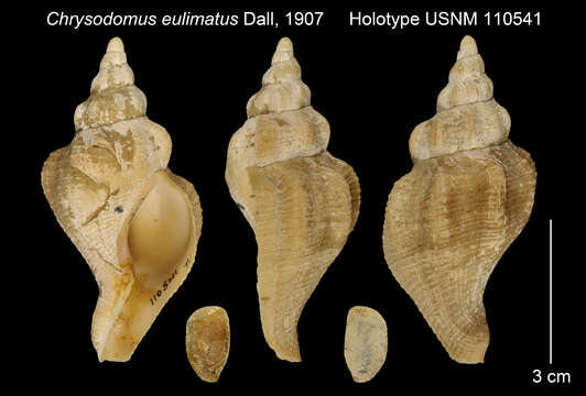 Neptunea eulimata (Dall 1907) resmi