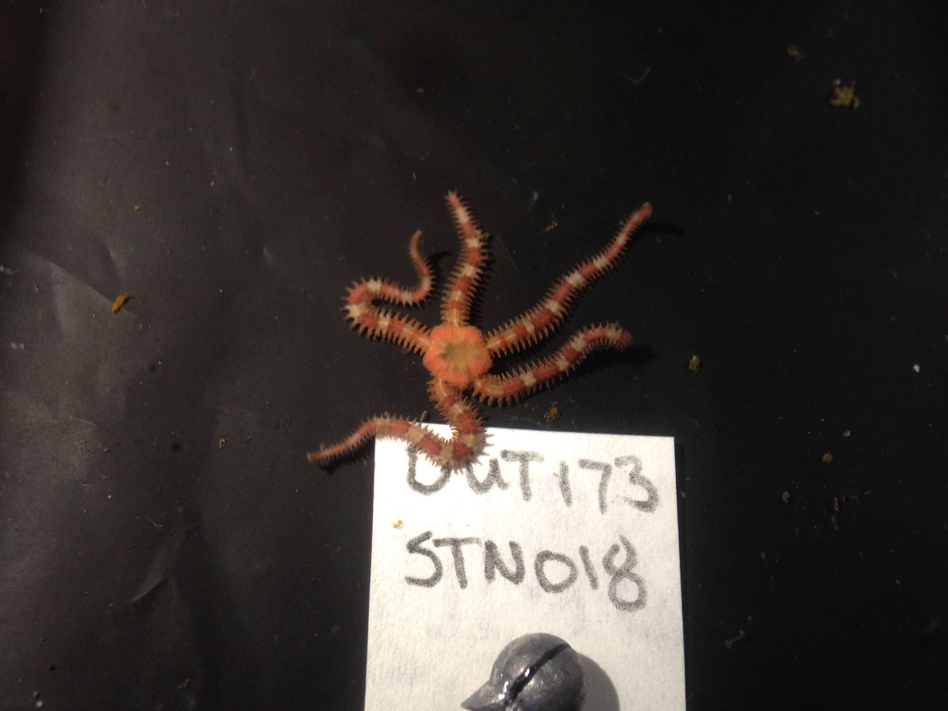 Image of Daisy brittle star