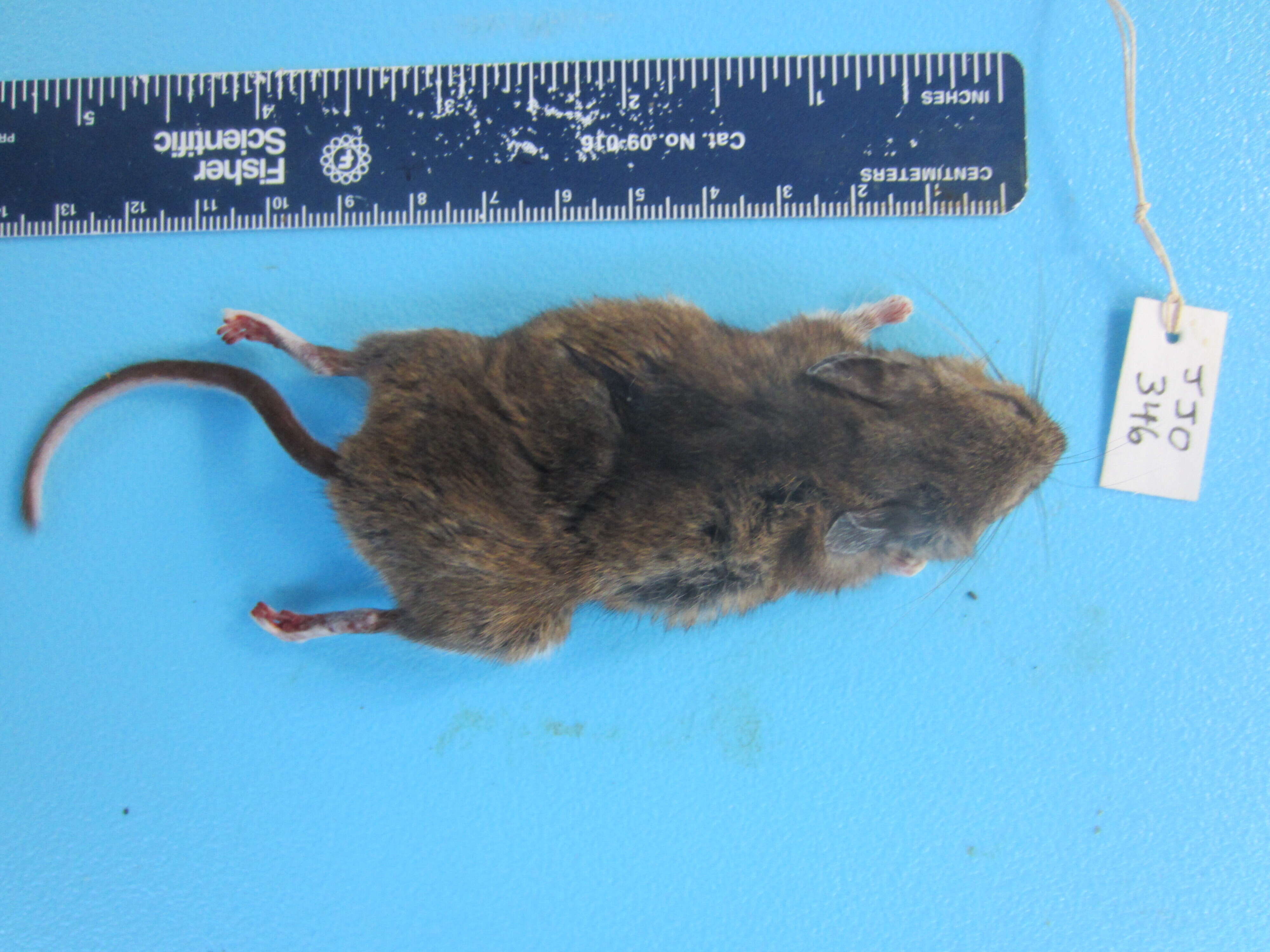 Image of White-footed Deermouse