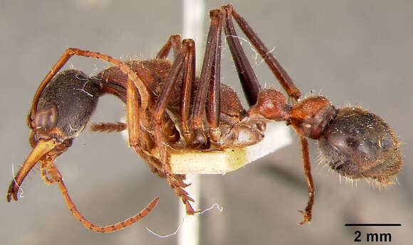 Image of Myrmecia pulchra Clark 1929