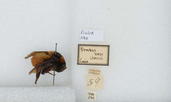 Image of Bombus haueri Handlirsch 1888