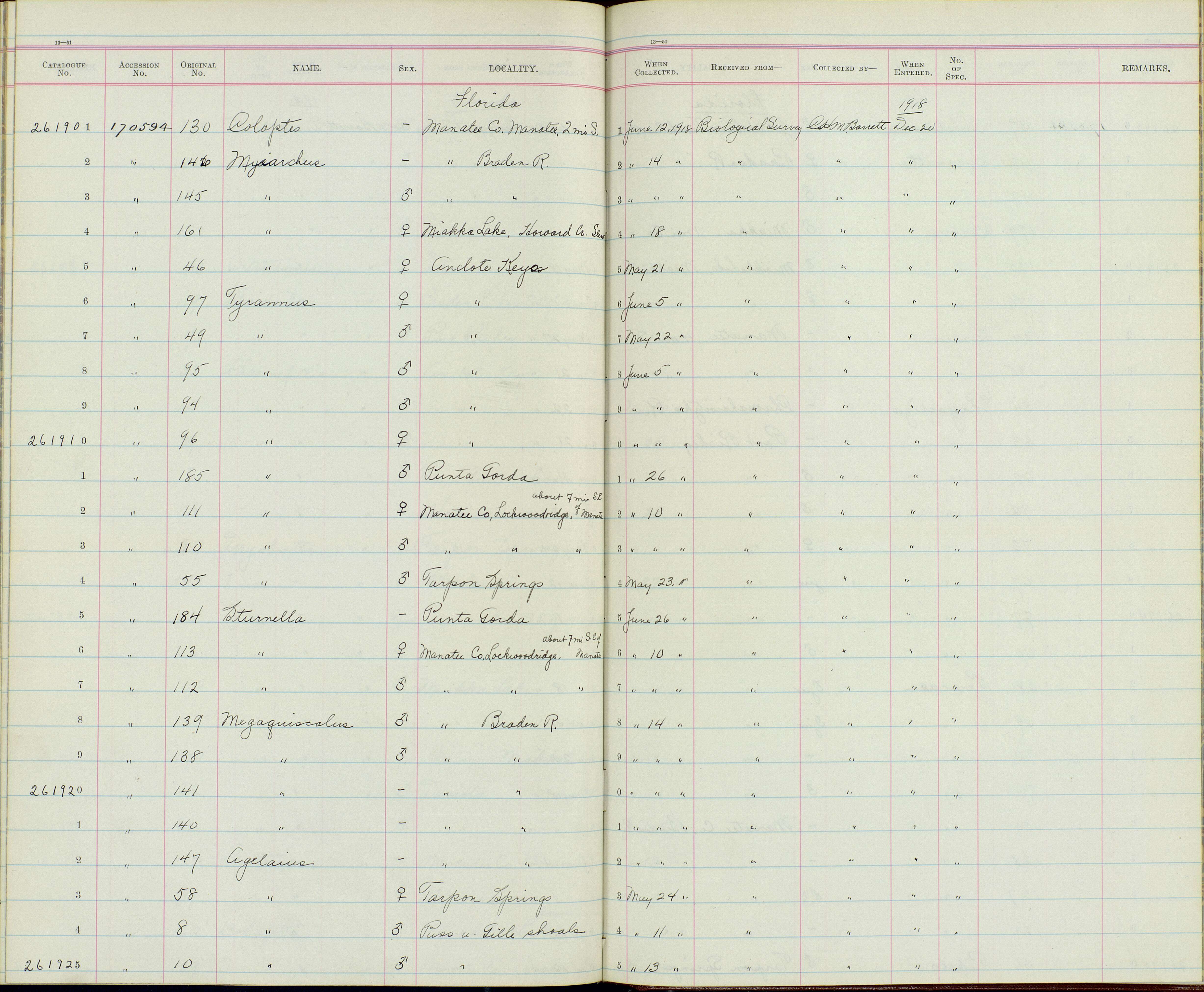 Слика од Agelaius phoeniceus mearnsi Howell, AH & Van Rossem 1928