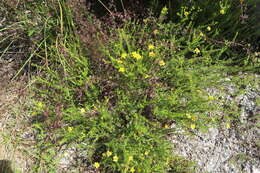 Image de Hypericum brachyphyllum (Spach) Steud.