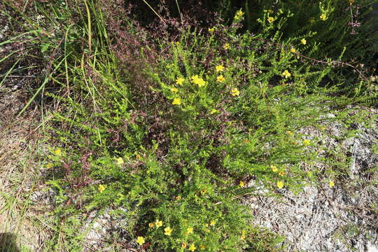 Image of Coastal-Plain St. John's-Wort