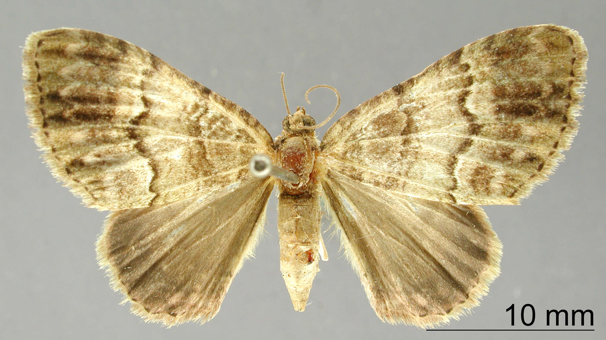 Image of Pterocypha juanaria Schaus 1901