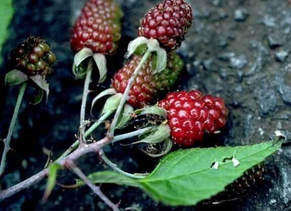 Image of Rubus L.