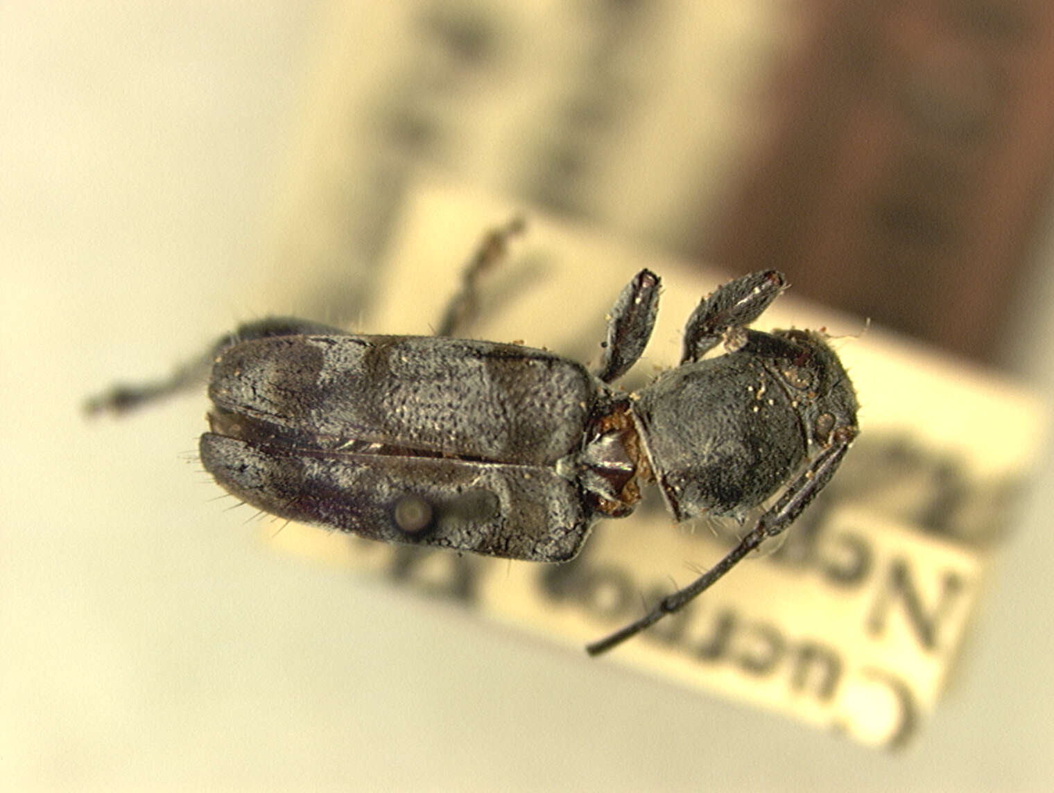 Image of Ipochira philippinarum Aurivillius 1927