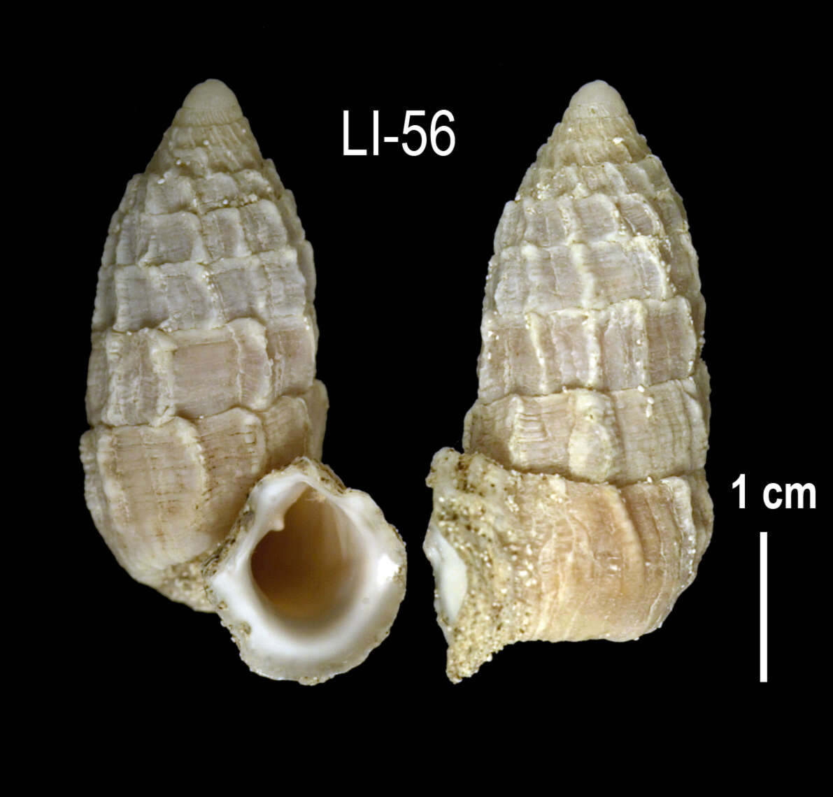 Image of <i>Cerion stevensoni</i>