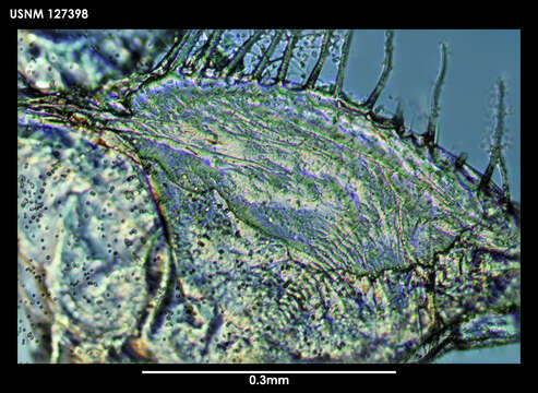 Image of Skogsbergiella Kornicker 1975