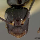 Image of Camponotus schmeltzi loloma Mann 1921