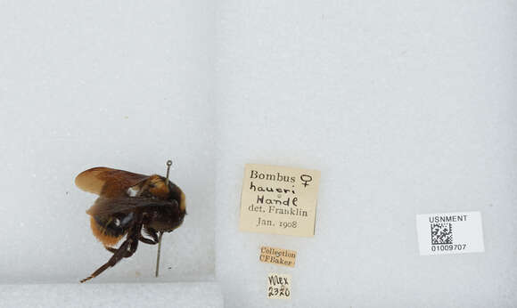 Image of Bombus haueri Handlirsch 1888